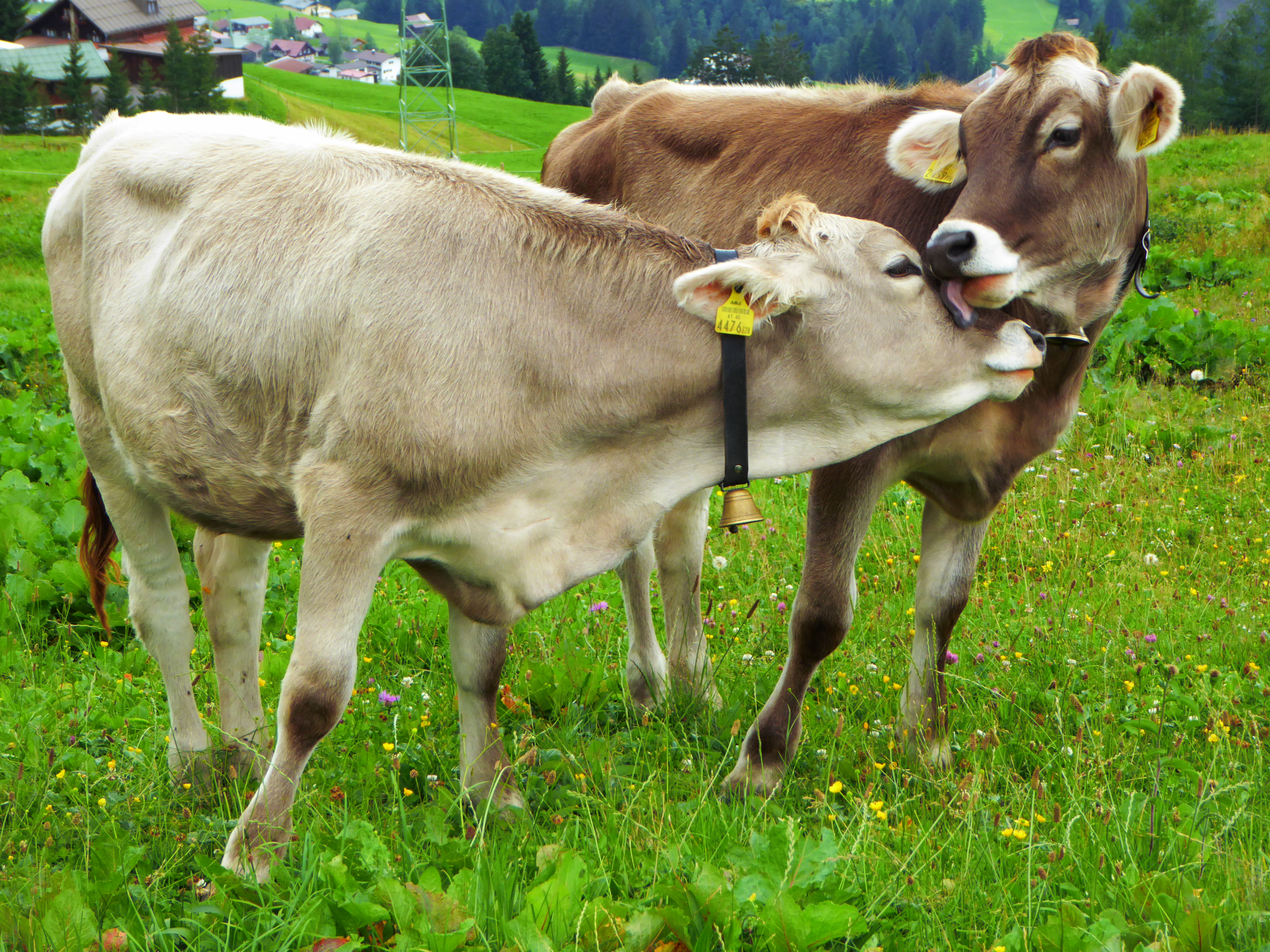 Agriculture